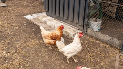 Chickens foraging and pecking in farm yard enclosure