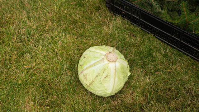 Fresh green cabbage on grass: organic harvest and natural produce display
