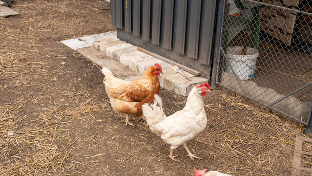 Chickens foraging and pecking in farm yard enclosure