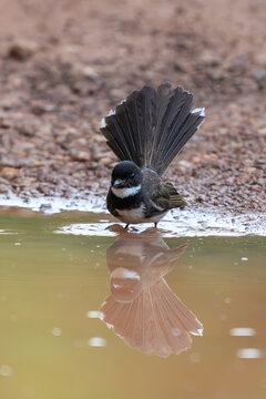 Pied Fantail bird standing in shallow water