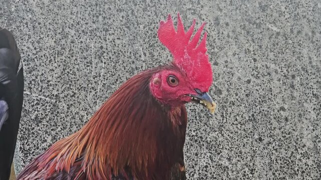 Close-up side profile of a domestic rooster with a vibrant red comb and brown feathers standing against a grey textured wall.