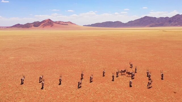 Herd of oryx antelopes walking across expansive desert landscape with mountains in background.