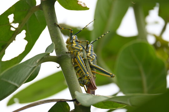 Mating pair of Poekilocerus pictus. Its common name is painted grasshopper,&nbsp;aak grasshopper&nbsp;and&nbsp;ak grasshopper. It is a fairly large and brightly coloured species of&nbsp;grasshopper. This is toxic.