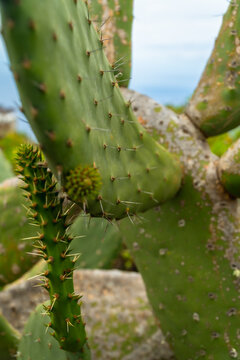Prickly pear cactus pads and new growth in el hierro