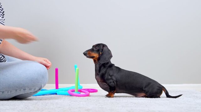 A black and tan dachshund dog sits attentively watching a woman hold a pink ring, then takes it in its mouth during an obedience training session on a carpeted floor.