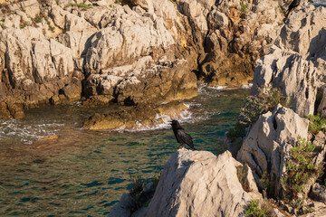 Obraz premium Black crow bird sitting on coastal rocks with open beak during hot sunny day in Saint-Jean-Cap-Ferrat, French Riviera