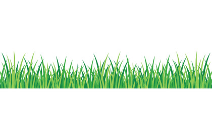 Fototapeta premium Panoramic horizontal banner showing vibrant green lawn grass under a crisp white background for eco-friendly designs.