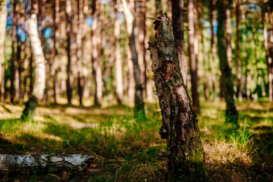 Broken wooden snag on the ground with lush forest trees in background