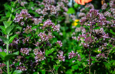 Obraz premium Close-up of blooming oregano plant with tiny purple flowers and green leaves