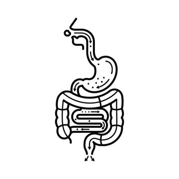 Outline illustration of the human digestive system showing stomach and intestines, medical diagram