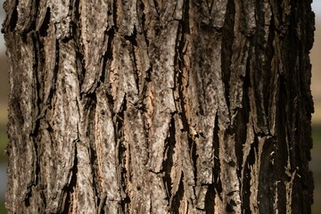 Fototapeta premium Close up of tree bark texture with detailed organic patterns