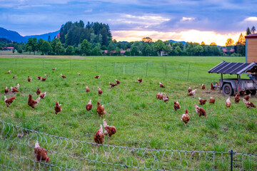 mobile chicken coop wheels solar panels roof, Free range hens natural sustainable farming practices, animal freedom green pasture, electric fence, free range eggs, organic agriculture, rural landscape © kittyfly