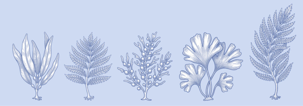 Hand-drawn vintage aquatic vegetation and seaweed set vector illustration in detailed engraving style
