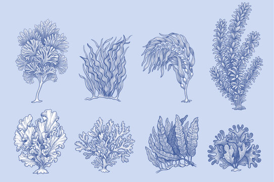 Vintage hand-drawn aquatic vegetation and seaweed vector set in detailed cross-hatching engraving style
