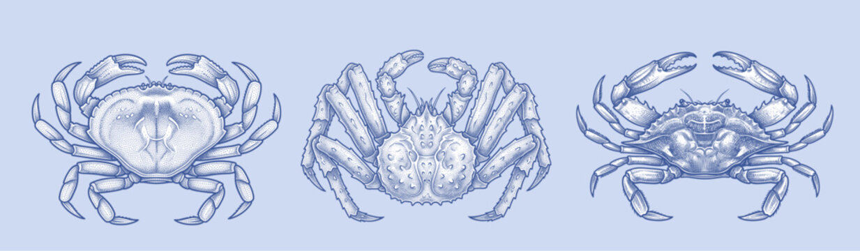Vintage hand-drawn crabs and crustaceans vector set in detailed cross-hatching engraving style