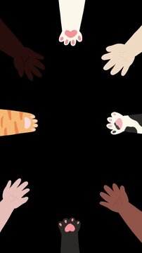 Cat and Human High Five
