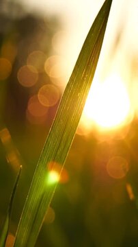 A Lush Green Blade of Grass Bathed in Sunlight, Capturing the Essence of Nature in a Beautiful Play of Light and Color Through Delicate Bokeh Effects