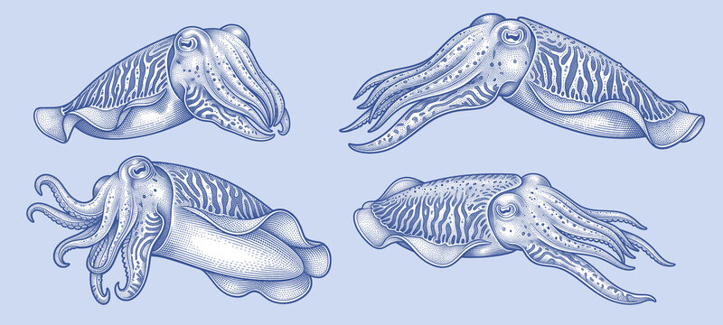 Vintage hand-drawn cuttlefish and cephalopods vector set in detailed cross-hatching engraving style