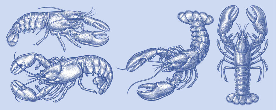 Vintage hand-drawn lobsters and crayfish vector set in detailed cross-hatching engraving style