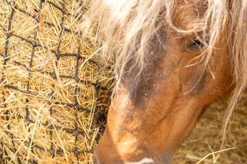 Close up brown pony with long blonde mane eating hay slow feeder net, Hippotherapy Emotional healing, stable setting, horse care, Equine nutrition animal nutrition, agricultural Sustainable farming © kittyfly