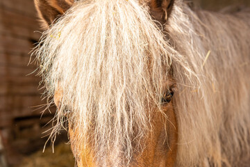 Close up brown pony with long blonde mane eating hay slow feeder net, Hippotherapy Emotional healing, stable setting, horse care, Equine nutrition animal nutrition, agricultural Sustainable farming © kittyfly