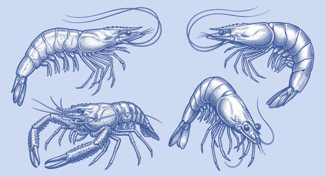 Vintage hand-drawn shrimp, prawn, and crayfish vector set in detailed cross-hatching engraving style