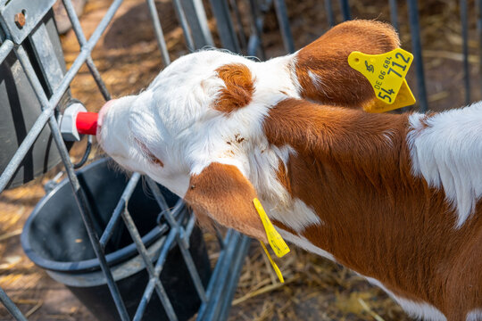 Young calf drinks milk from teat in individual pen with two black buckets for food and water, yellow ear tags, straw bedding, outdoor farm setting, sunny day, livestock rearing husbandry practices