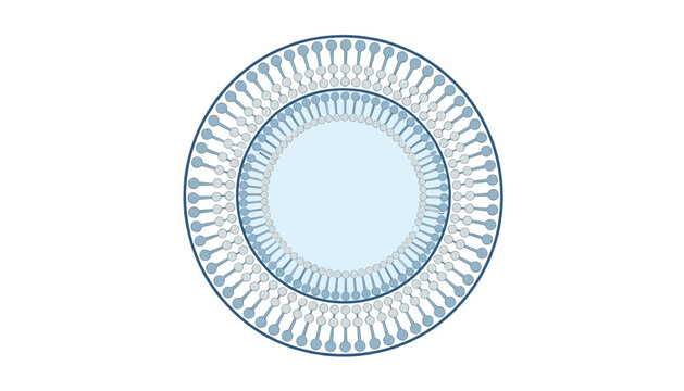 Scientific diagram of a lipid bilayer vesicle or liposome nanoparticle showing its spherical structure in blue.