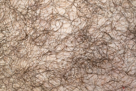 Hairy human skin, close view of male arm or leg, body hair, natural fur pattern