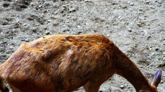 Javan deer or Sunda sambar is a large deer species native to Indonesia, living in captivity.