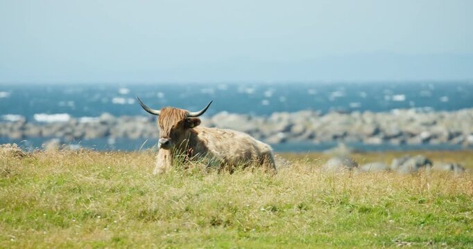 Horned Highland cattle resting by the sea on Lista, Norway