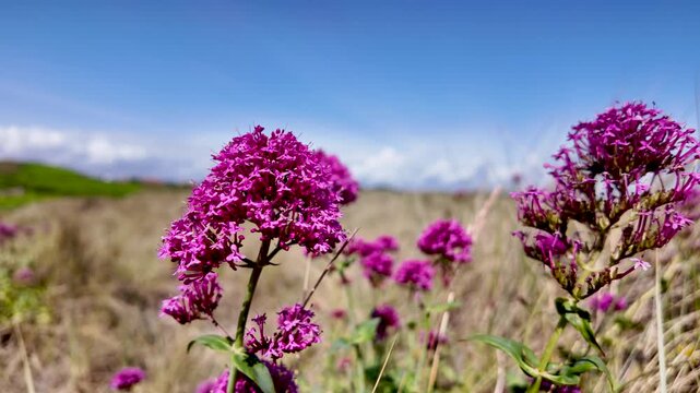 Close up of Centranthus ruber wildflowers blowing in the wind against a blue sky on a sunny day