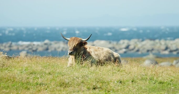 Highland cattle resting in coastal meadow by the sea on Lista, Norway