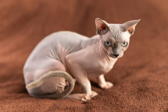 Animal, cat and sphinx concept - bald sphinx cat on on soft blanket