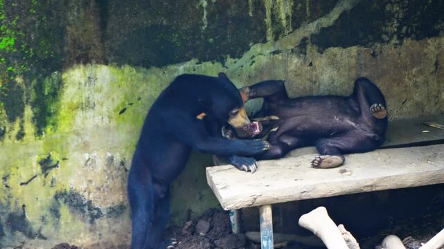 sun bear (Helarctos malayanus) belongs to the Ursidae family and is the smallest of the eight types of bears in the world, playing in pairs with their partners.	
