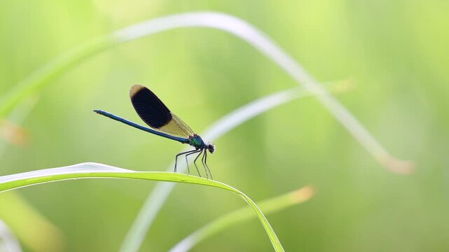 Male Banded demoiselle resting on the lookout staying still on a leaf of Hemerocalle in summer. Calopteryx splendens, Hemerocallis sp, Indre-et-Loire 37, r&eacute;gion Centre Val de Loire, France, Europe