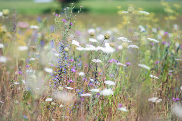 Artenreiche Wildkräuterwiese mit Wilder Karotte, Kornblume und Flockenblume. Natürliche Insektenwiese im Sommer mit weichem Bokeh und heimischen Wildblumen. © tanja_riedel