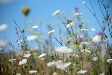 Blühende Insektenwiese mit Wilder Karotte, Dill und Kornblumen. Natürliche Sommerlandschaft mit heimischen Wildpflanzen und weichem Bokeh. © tanja_riedel