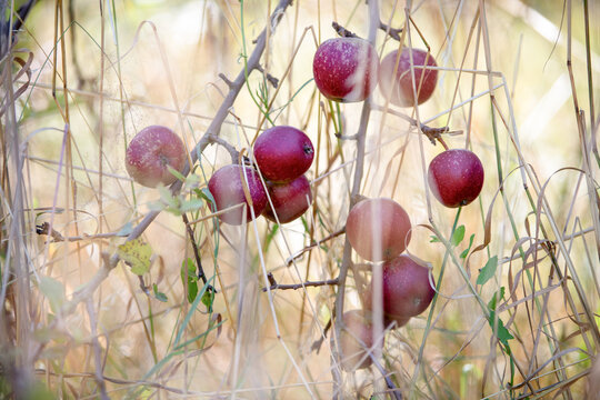 Rote &Auml;pfel (Malus domestica) zwischen Gr&auml;sern einer sommerlichen Streuobstwiese. Naturnahe Obsternte mit weichem Bokeh und l&auml;ndlicher Atmosph&auml;re.