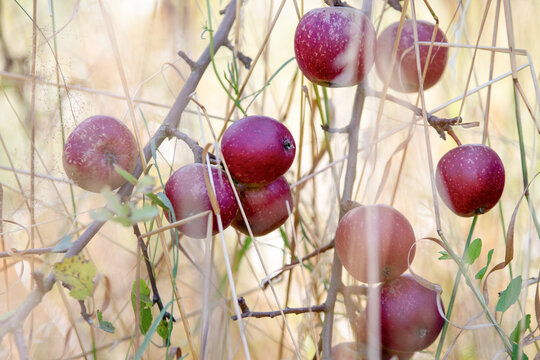 Reife &Auml;pfel (Malus domestica) in einer bl&uuml;henden Sommerwiese. Nat&uuml;rliches Obstmotiv mit sanfter Unsch&auml;rfe f&uuml;r Themen wie Ernte, Regionalit&auml;t und Nachhaltigkeit.
