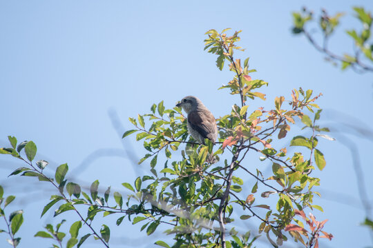 Weiblicher Neunt&ouml;ter (Lanius collurio) auf einem Strauch im warmen Abendlicht. Nat&uuml;rliche Lebensraumaufnahme eines heimischen Singvogels mit weichem Bokeh.