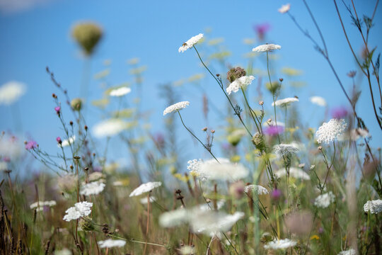Bl&uuml;hende Insektenwiese mit Wilder Karotte, Dill und Kornblumen. Nat&uuml;rliche Sommerlandschaft mit heimischen Wildpflanzen und weichem Bokeh.