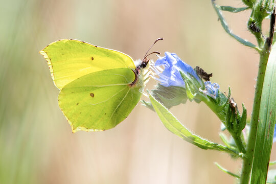 Zitronenfalter (Gonepteryx rhamni) an einer Wildbl&uuml;te. Heimischer Tagfalter bei der Nektarsuche im Sommer mit nat&uuml;rlichem Bokeh und weichem Hintergrund.