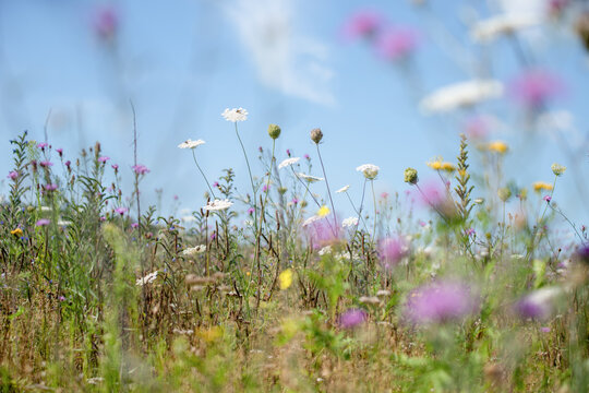 Bl&uuml;hende Wildblumenwiese mit Wilder Karotte und Kornblumen. Sommerliche Naturaufnahme einer artenreichen Insektenwiese mit sanfter Hintergrundunsch&auml;rfe.