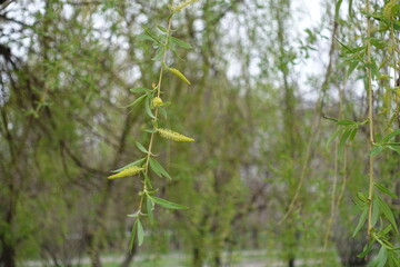 Branchlets of weeping willow with yellow catkins and young leaves in mid April © Anna