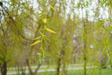 Branchlets of weeping willow with yellow catkins and young leaves in mid April © Anna