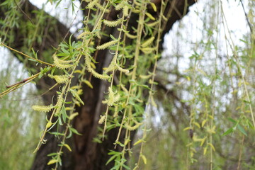 Branchlets of weeping willow with yellow catkins and young leaves in mid April © Anna