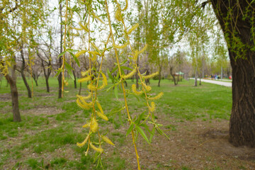 Branchlets of weeping willow with yellow catkins and young leaves in mid April © Anna