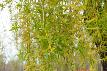 Branchlets of weeping willow with yellow catkins and young leaves in mid April © Anna