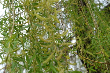 Branchlets of weeping willow with yellow catkins and young leaves in mid April © Anna